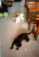 Cani stanchi.jpg